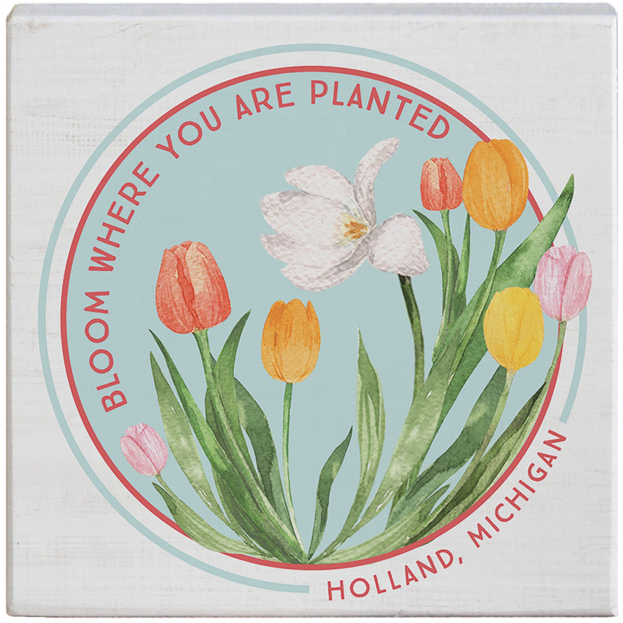 Bloom Planted Tulips LOC